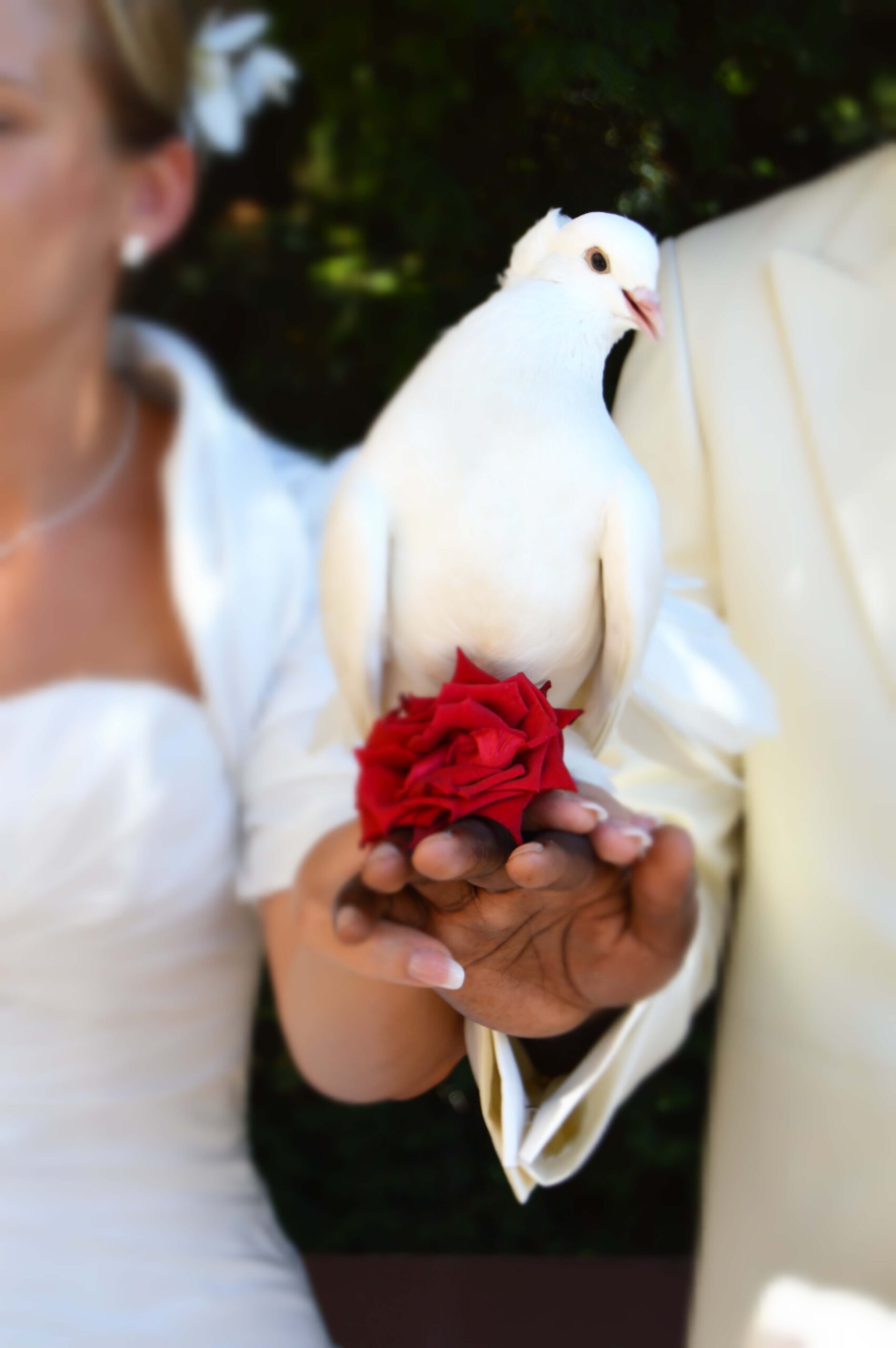 A white dove perched on a red rose held by the intertwined hands of a couple in formal attire, symbolizing love and unity against a blurred background.